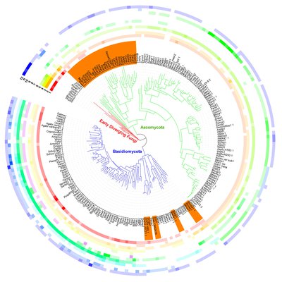 Homeodomain transcription factors