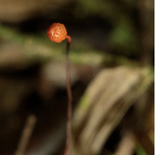 Ophiocordyceps australis map64 - OphauB2