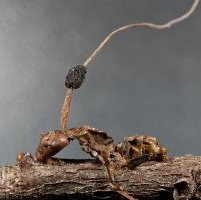 Ophiocordyceps kimflemingae - Ophio5