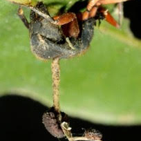 Ophiocordyceps camponoti-rufipedis - Ophun1