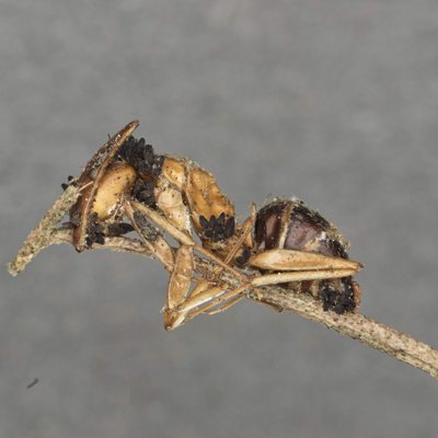 Polycephalomyces oviedoensis