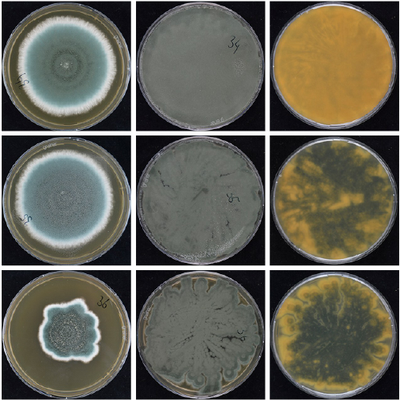 Penicillium_roqueforti_collage